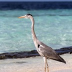 Eryiadhoo 201021.jpg