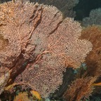Eryiadhoo 201025.jpg