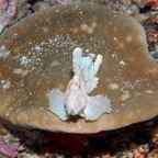 Eryiadhoo 201026.jpg