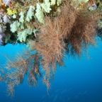 Eryiadhoo 201028.jpg