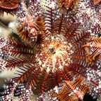 Eryiadhoo 201030.jpg