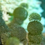 Eryiadhoo 201031.jpg