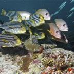 Eryiadhoo 201036.jpg