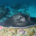 Eryiadhoo 201037.jpg