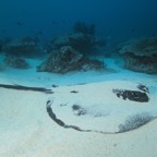 Eryiadhoo 201038.jpg