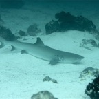 Eryiadhoo 201039.jpg