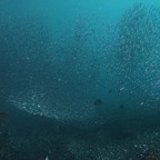 Eryiadhoo 201040.jpg