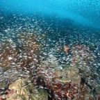 Eryiadhoo 201041.jpg