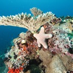 Eryiadhoo 201042.jpg
