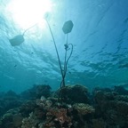 Eryiadhoo 201043.jpg