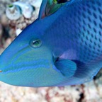 Eryiadhoo 201047.jpg