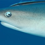 Eryiadhoo 201048.jpg