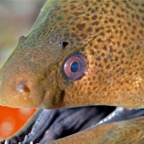 Eryiadhoo 201049.jpg
