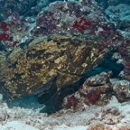 Eryiadhoo 201050.jpg