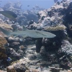 Eryiadhoo 201051.jpg