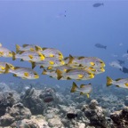 Eryiadhoo 201053.jpg
