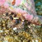 Eryiadhoo 201054.jpg