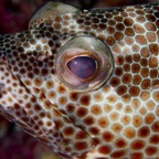 Eryiadhoo 201061.jpg