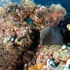 Eryiadhoo 201064.jpg