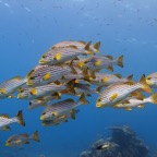 Eryiadhoo 201065.jpg