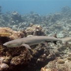 Eryiadhoo 201066.jpg