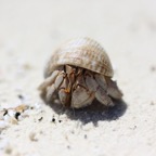 Eryiadhoo 201070.jpg