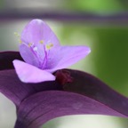 Eryiadhoo 201071.jpg