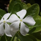 Eryiadhoo 201072.jpg