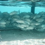 Eryiadhoo 201073.jpg