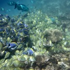 Eryiadhoo 201074.jpg