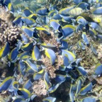Eryiadhoo 201075.jpg