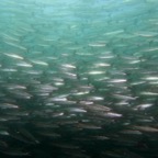 Galapagos 2007_2012008.jpg