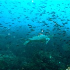 Galapagos 2007_2012014.jpg