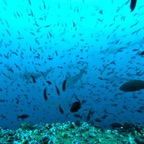 Galapagos 2007_2012017.jpg
