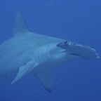Galapagos 2007_2012023.jpg