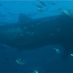 Galapagos 2007_2012025.jpg