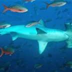 Galapagos 2007_2012026.jpg