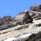 Galapagos 2007_2012041.jpg