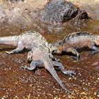 Galapagos 2007_2012045.jpg