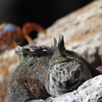 Galapagos 2007_2012051.jpg