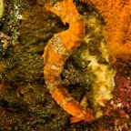 Galapagos 2007_2012054.jpg