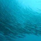 Galapagos 2007_2012064.jpg
