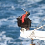 Galapagos 2007_2012072.jpg