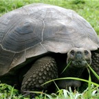Galapagos 2007_2012074.jpg