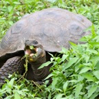 Galapagos 2007_2012080.jpg