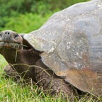 Galapagos 2007_2012083.jpg