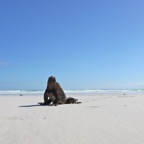 Galapagos 2007_2012094.jpg