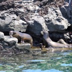 Galapagos 2007_2012105.jpg