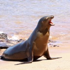 Galapagos 2007_2012106.jpg