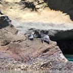 Galapagos 2007_2012107.jpg